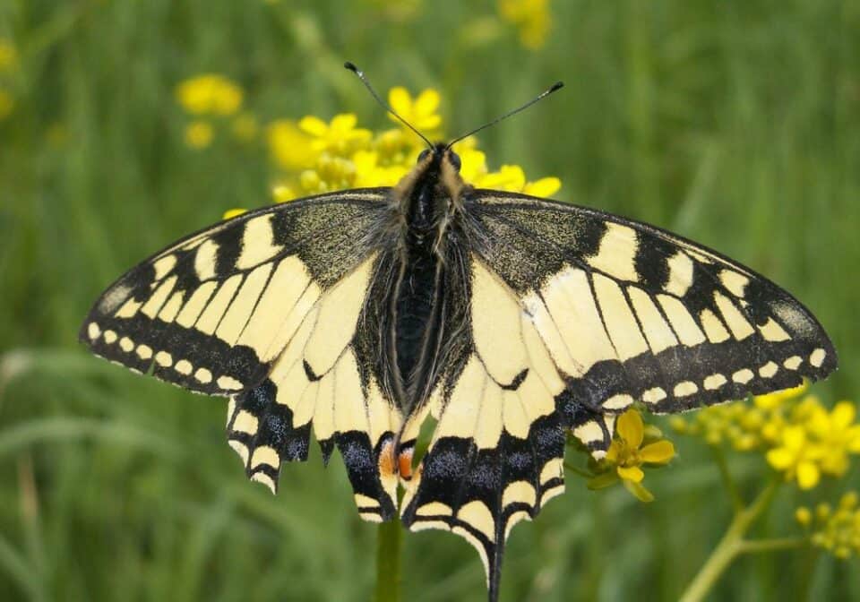 Black And Yellow Swallowtail Butterfly Spiritual Meaning