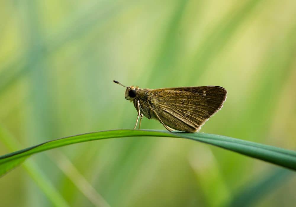 A Dead Moth