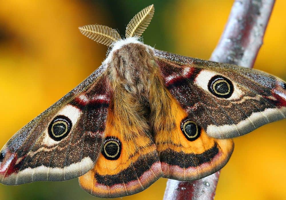 A Giant moth
