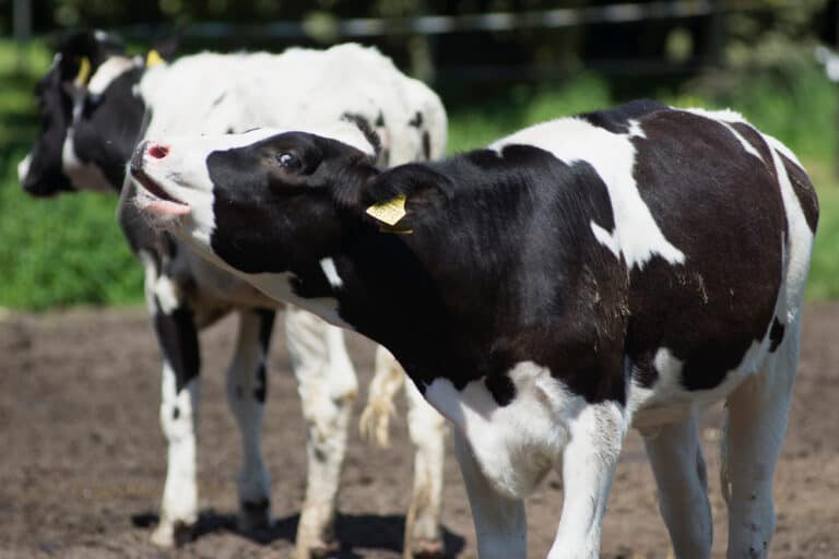 13 Spiritual Meanings When You Dream About Cows